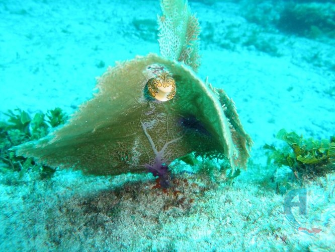 nudibranqueo  del caribe